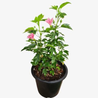 Hibiscus Mini Pink Plant