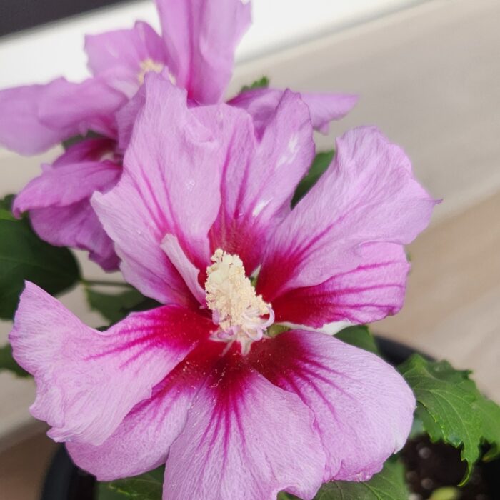 Hibiscus Syriacus Flower