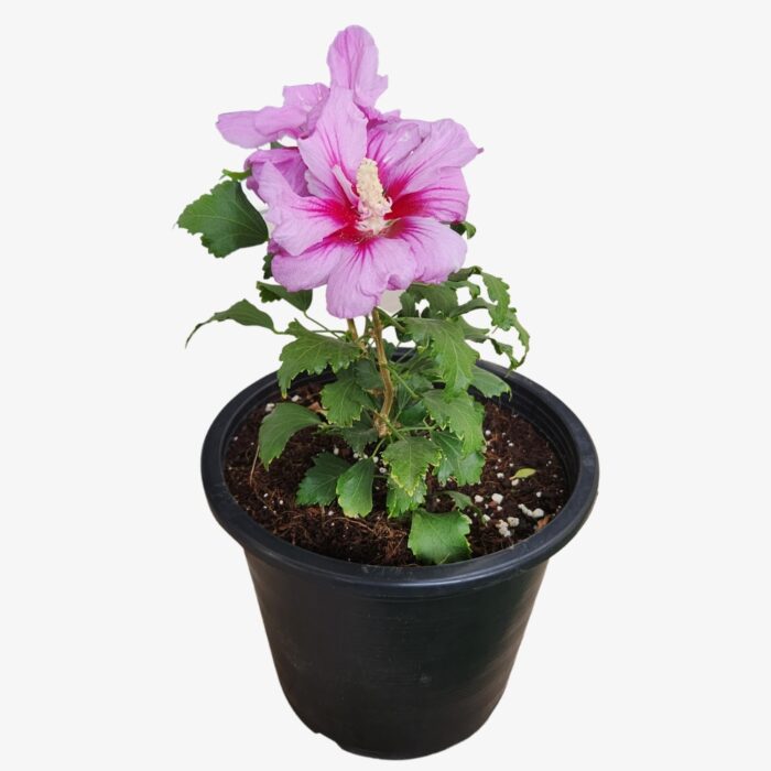 Hibiscus Syriacus Plant