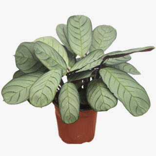 Maranta Leuconeura Plant