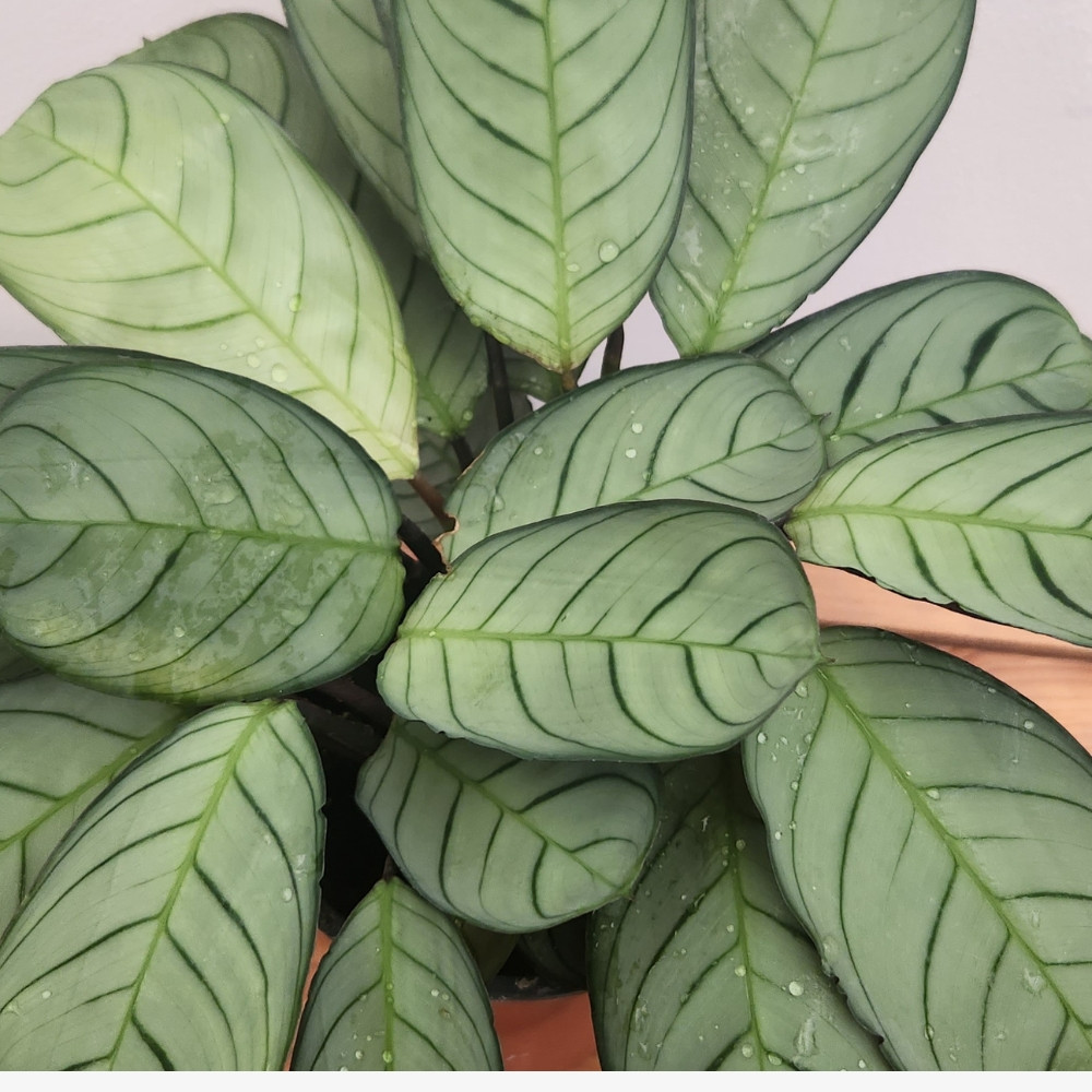 Prayer Plant Leaves