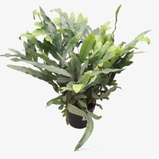 phlebodium blue star plant