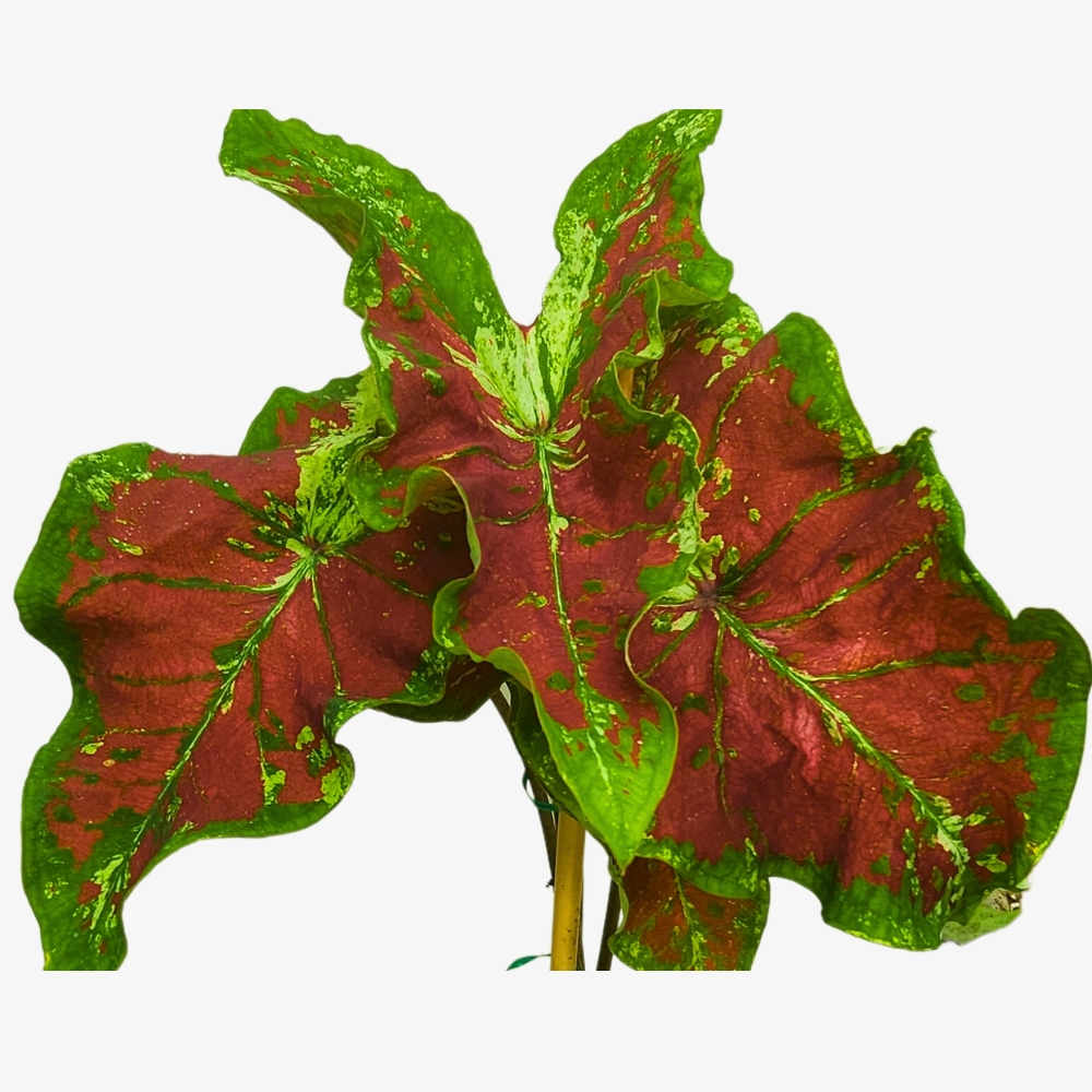 Caladium Just Saucy Foliage