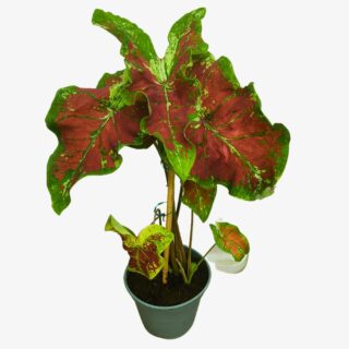 Caladium Just Saucy Plant