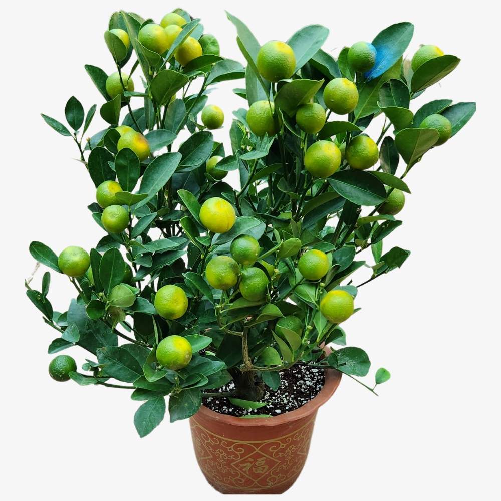 Mandarin Orange plant