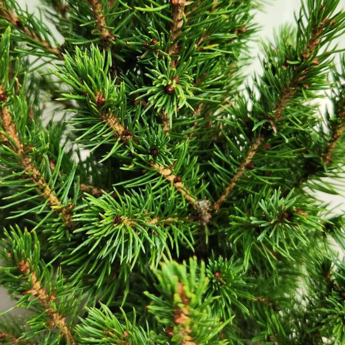 Picea Glauca Conica Leaves