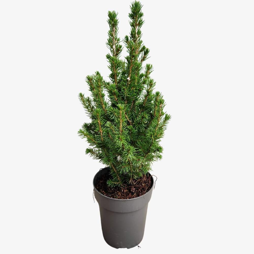 Picea Glauca Conica Plant