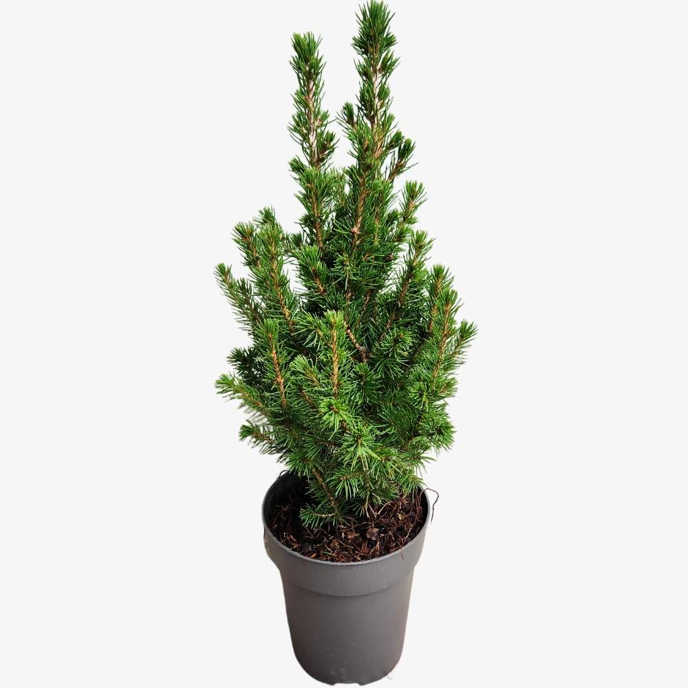 Picea Glauca Conica (christmas Plant)