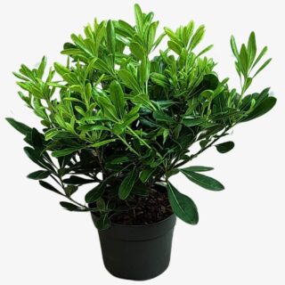 Pittosporum Tobira Nanum Plant