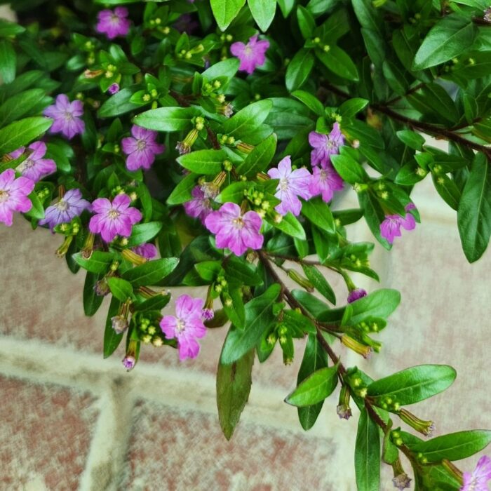 Cuphea Hyssopifolia Flowers