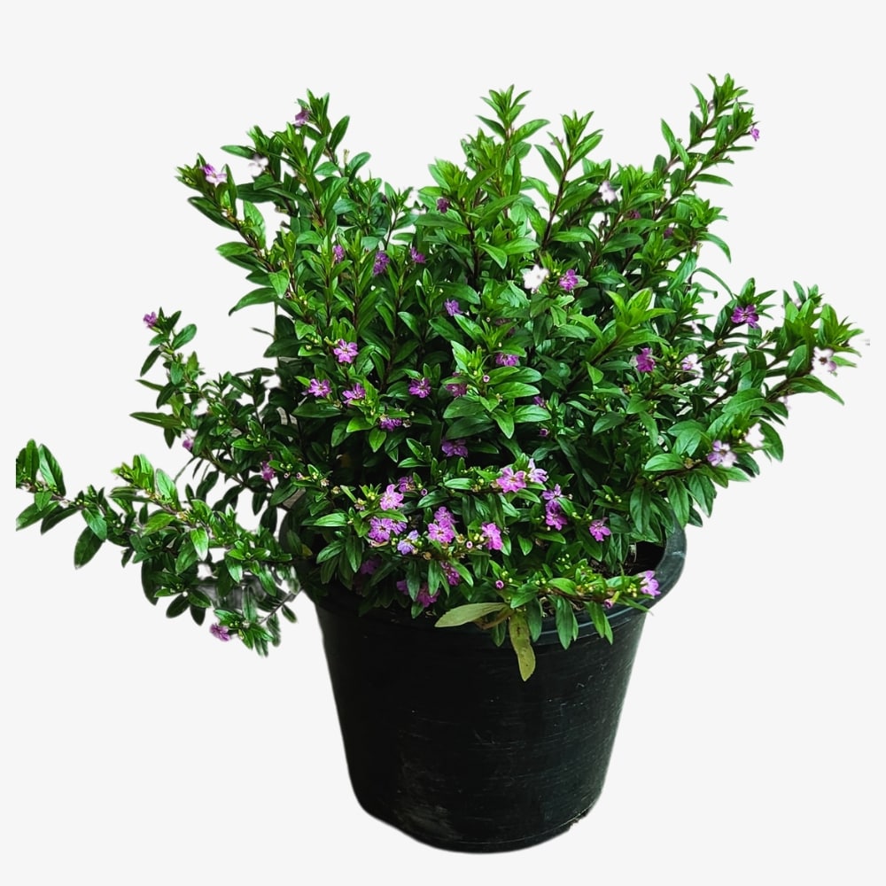 Buy outdoor plants online deals