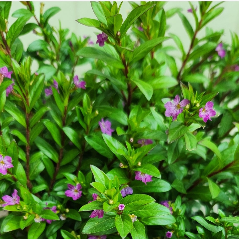 False Heather with Flowers