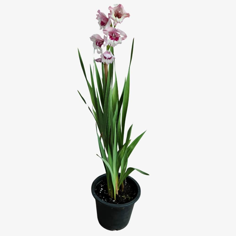 Gladiolus Plant