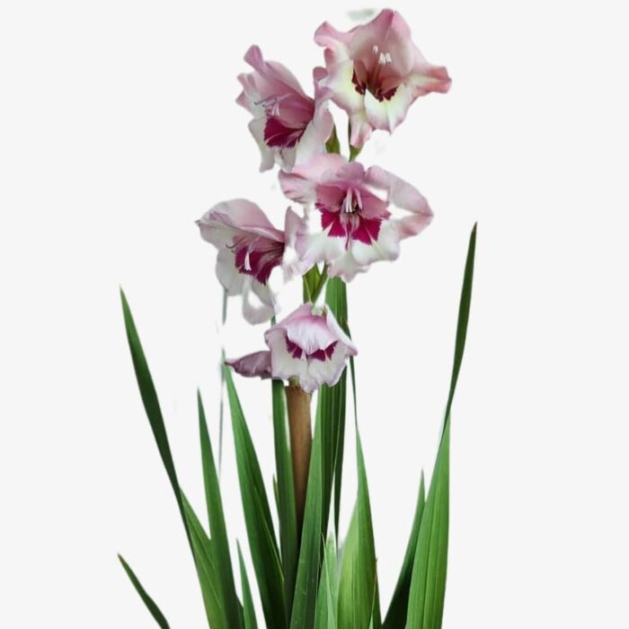 Gladiolus flowers