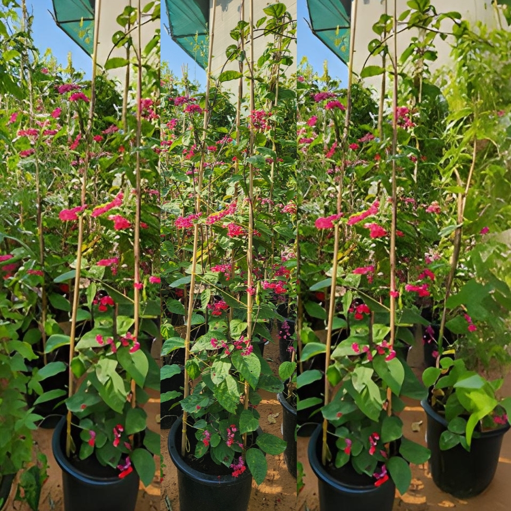 Clerodendrum Splendens Plant in bloom