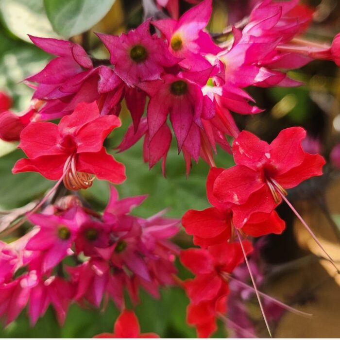 Clerodendrum Splendens in full bloom