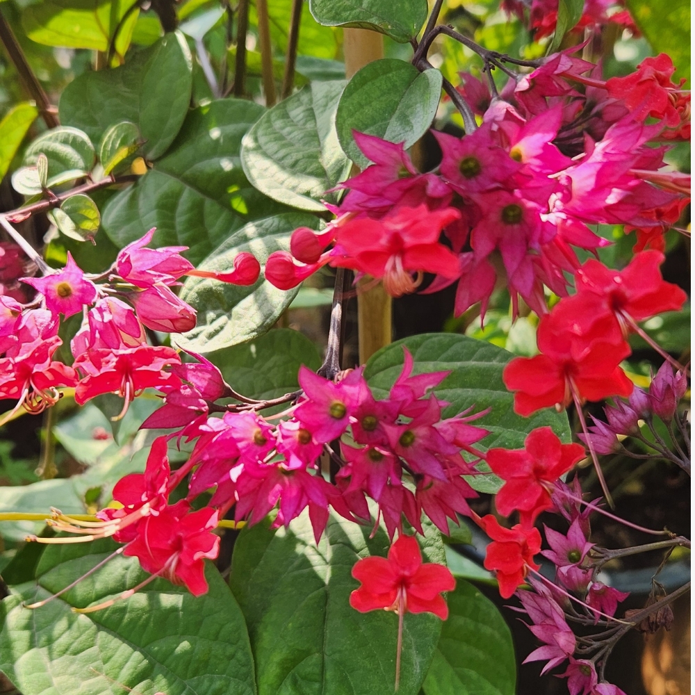 Flaming Glorybower Flowers