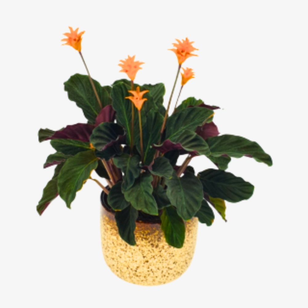 Bush lily Plant