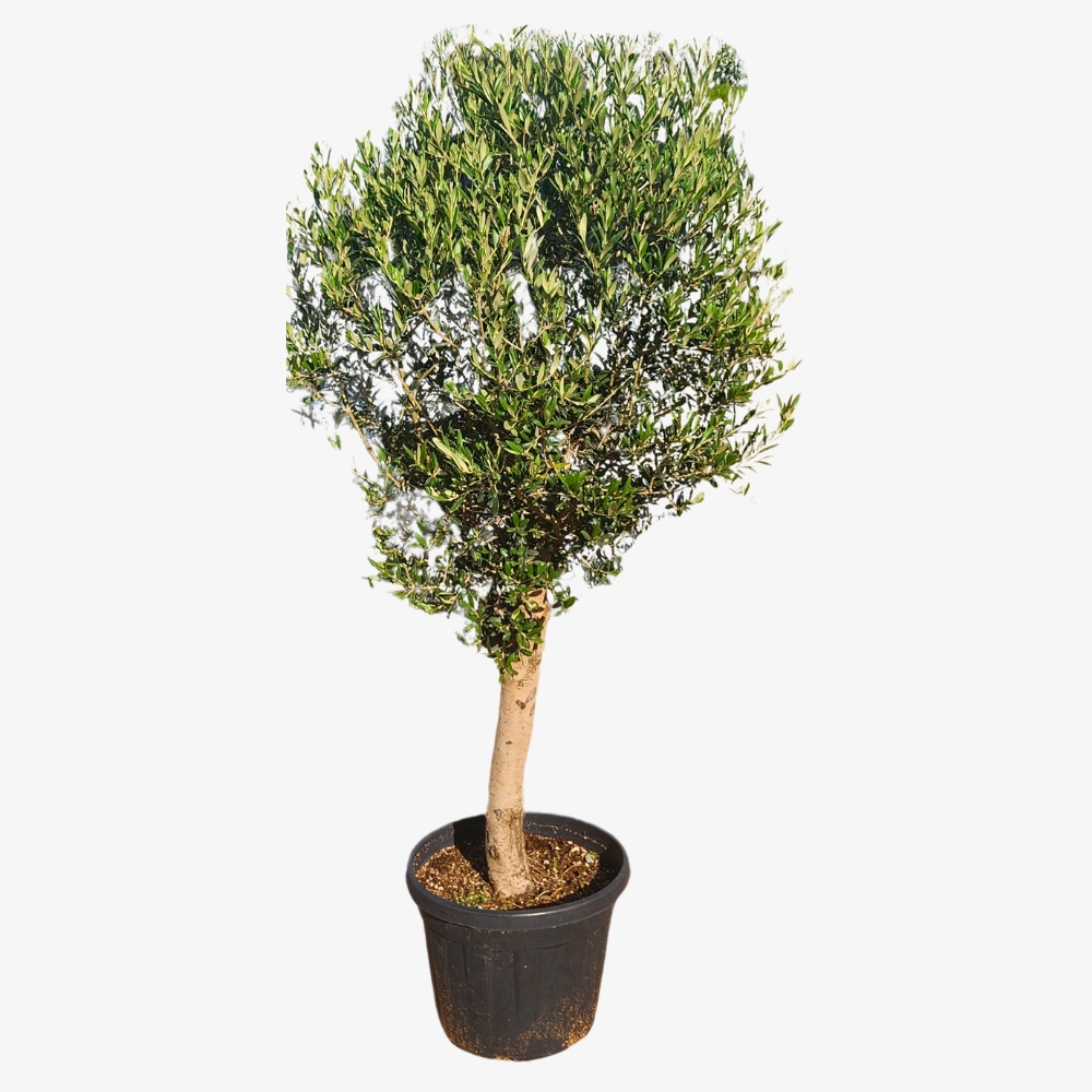 Olive Plant 35L