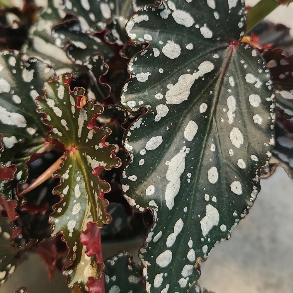 begonia maculata double dot closeup