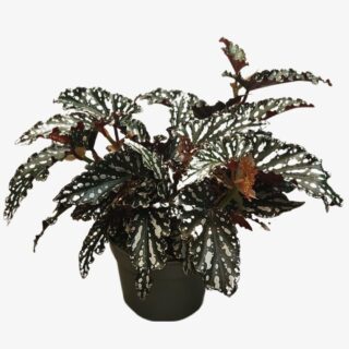 Begonia Maculata Double Dot indoor plant UAE