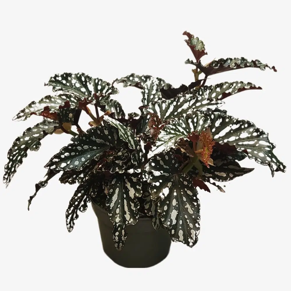 begonia maculata double dot polka dot plant