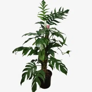 Monstera Dragon Tail Plant